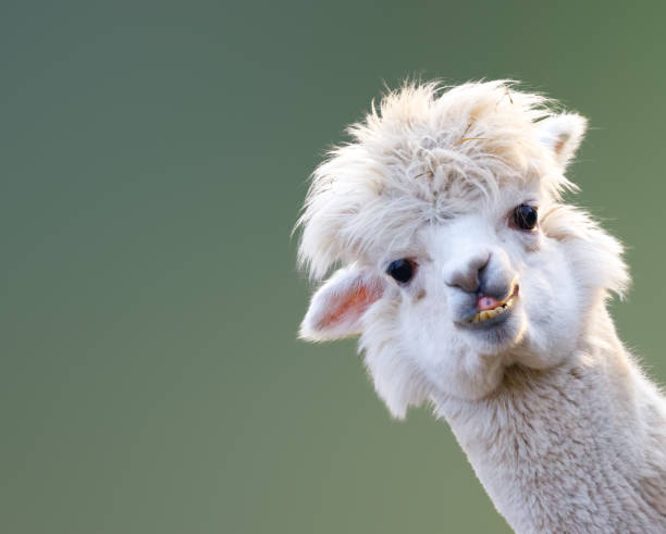 Llama