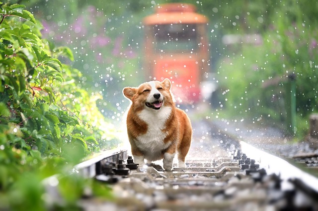 Perrito